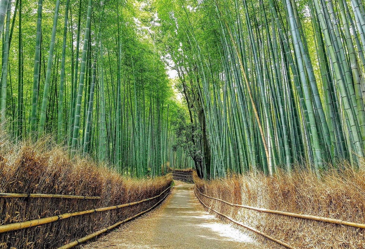 Un chemin pavé courbé entre de hautes tiges de bambou vert dans le bosquet de bambous d'Arashiyama, bordé de clôtures basses de broussailles séchées