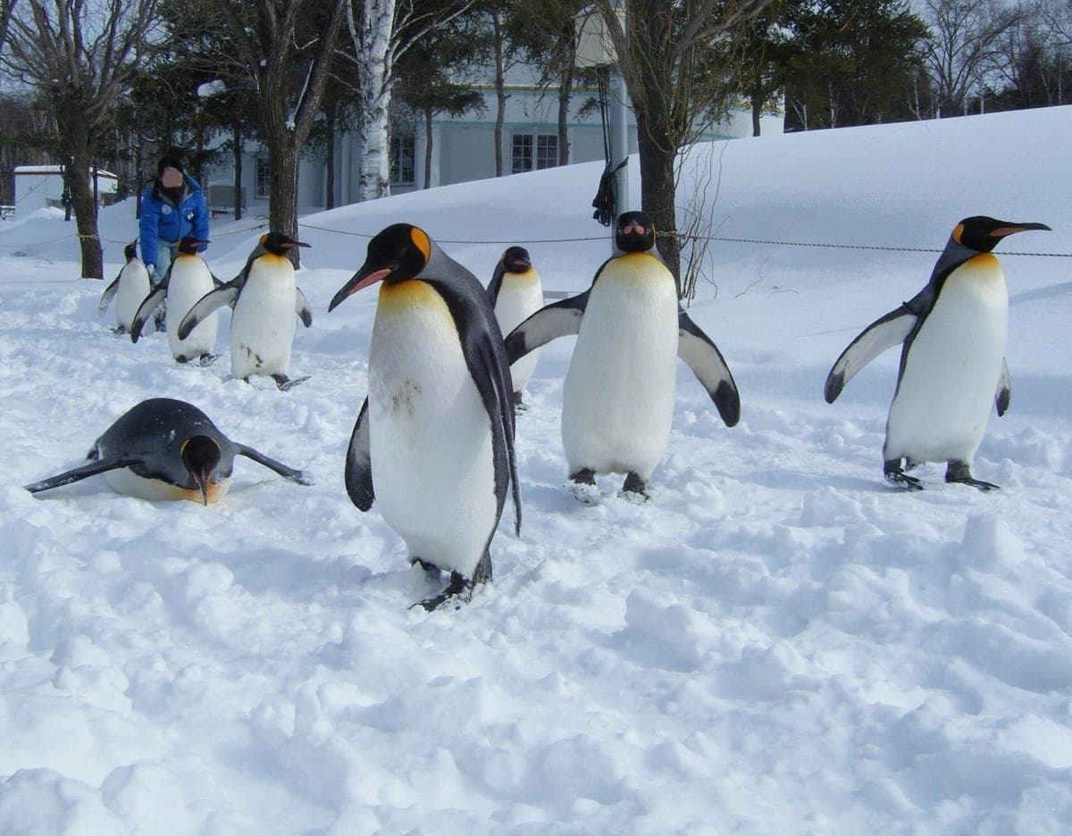 Eine Reihe von Königspinguinen, die im Zoo von Asahiyama über tiefen Schnee laufen, ein Pinguin, der auf dem Bauch rutscht, mit kahlen Bäumen und einem Gebäude dahinter
