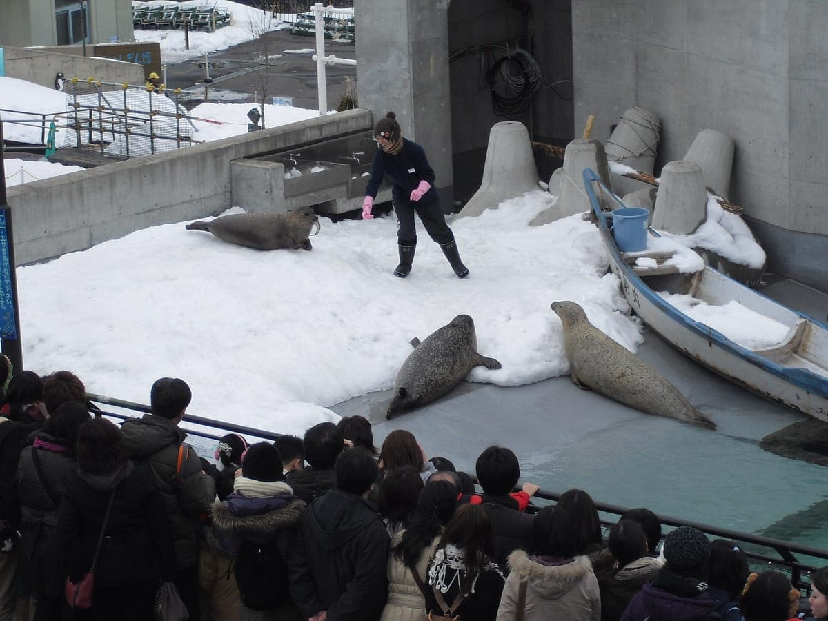 Robben liegen auf schneebedeckten Felsen in einem Außengehege im Asahiyama Zoo, während ein Tierpfleger zwischen ihnen steht und eine Menschenmenge hinter einem Geländer zuschaut