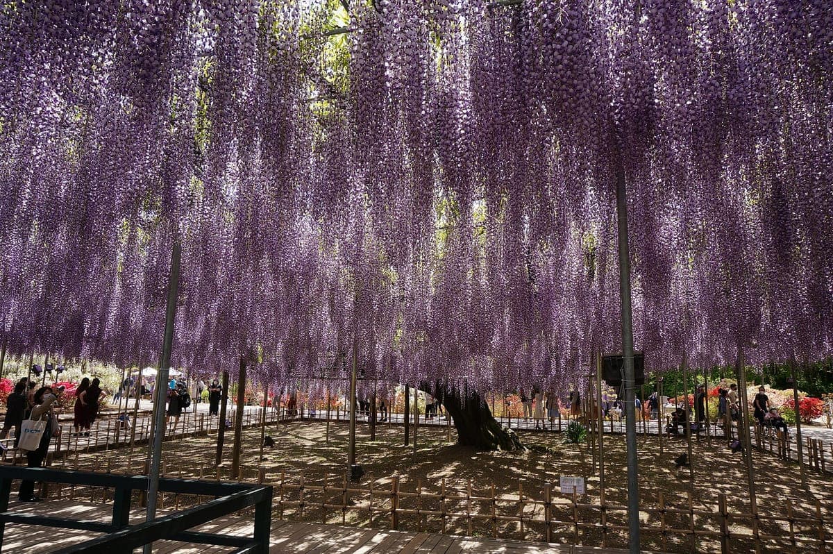 La gran glicina del Parque de Flores Ashikaga, un amplio enrejado del que cuelgan largos racimos de flores de color púrpura, sostenidos por postes sobre un tronco nudoso, con los visitantes caminando debajo