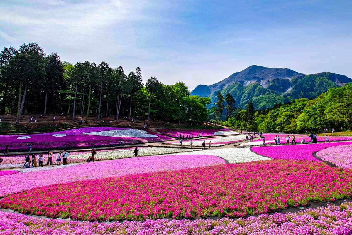 Bands of pink, magenta and white moss phlox covering a gentle hillside at Hitsujiyama Park, with visitors on the paths, a line of trees and a rocky mountain under a blue sky