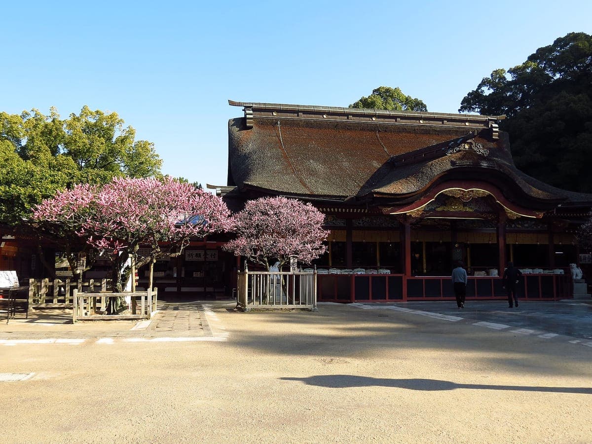 Die Haupthalle von Dazaifu Tenmangū mit ihrem großen Zypressenrindendach und der zinnoberroten Fassade, dahinter ein rosa blühender Pflaumenbaum