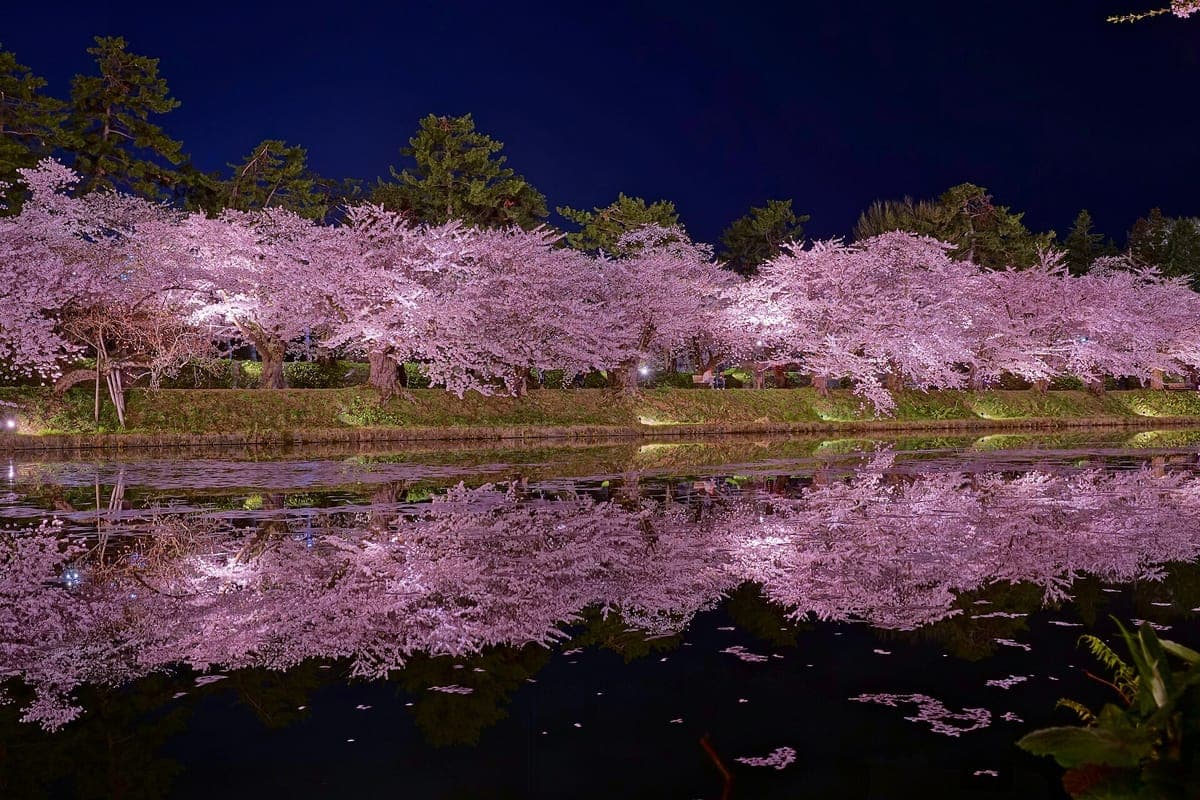 Nachts erleuchtete Reihen von Kirschbäumen in voller rosa Blüte entlang des Wassergrabens der Burg Hirosaki, die sich im stillen Wasser spiegeln
