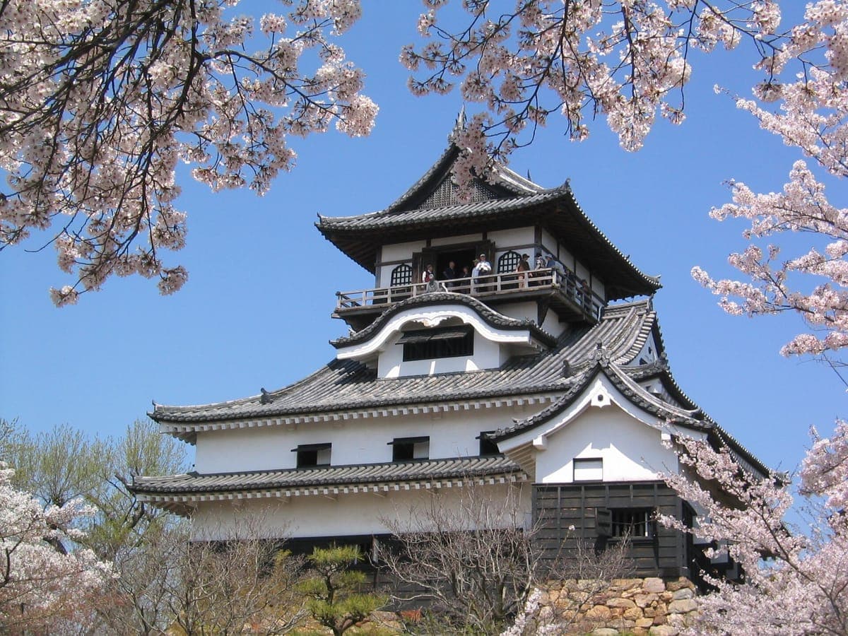 Il mastio bianco a tre livelli del castello di Inuyama con un balcone dalla ringhiera nera all'ultimo piano, incorniciato da fiori di ciliegio rosa contro un cielo azzurro
