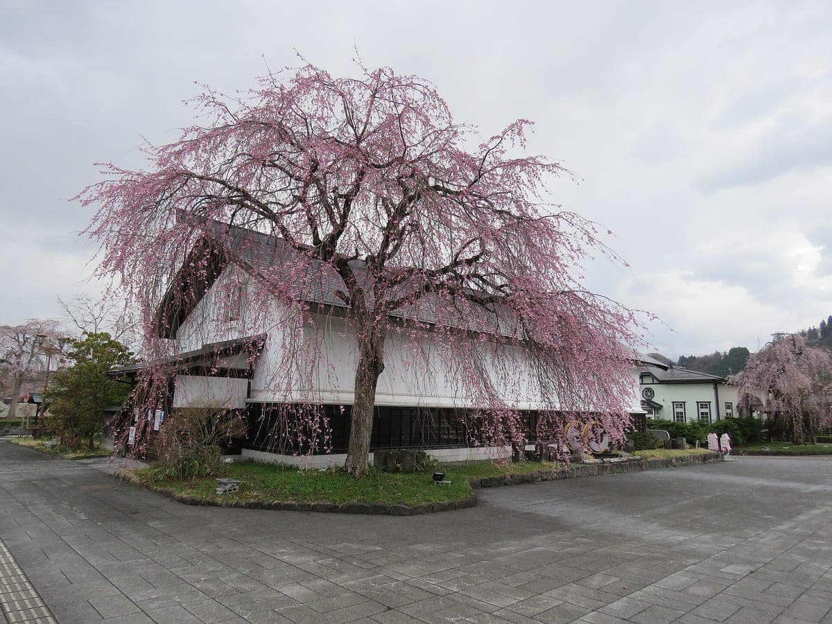 Isang malaking umiiyak na puno ng cherry na may kulay rosas na namumulaklak sa harap ng isang mahabang gusaling may puting pader na may madilim na bubong sa Kakunodate, sa ilalim ng maulap na kalangitan