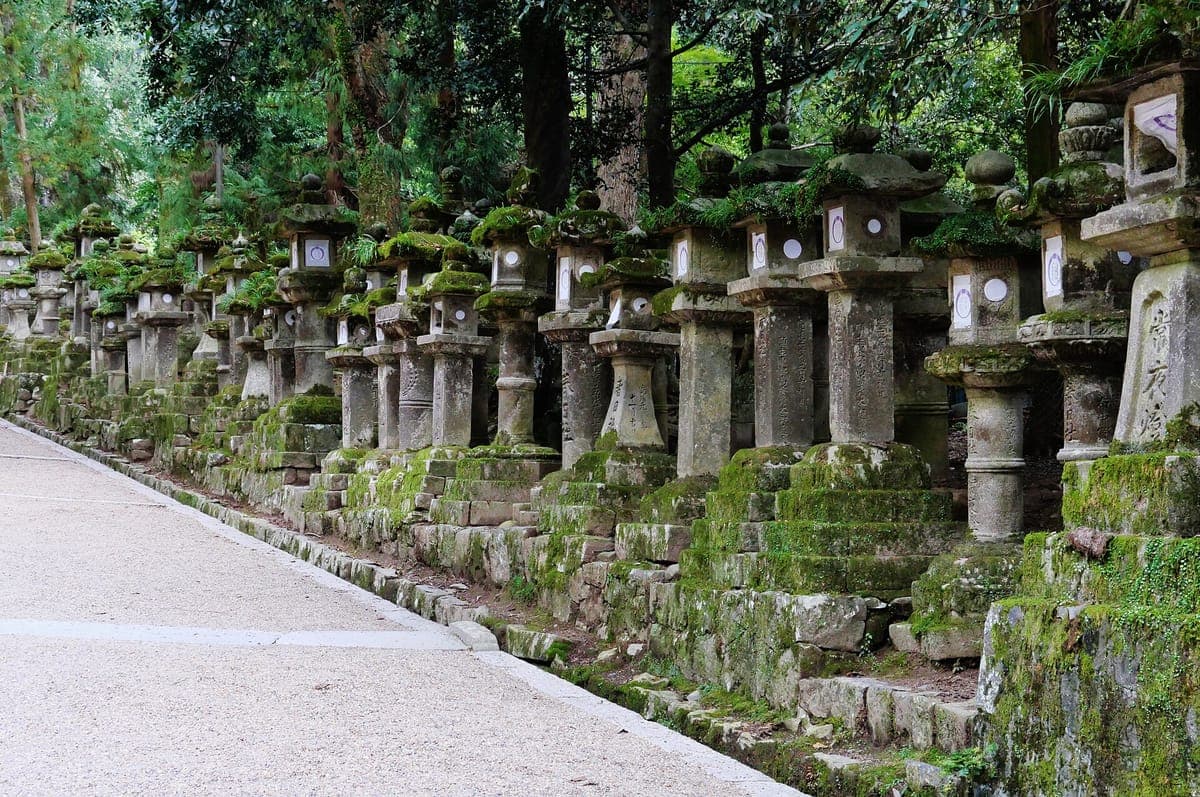 Kasuga Taisha ရှိ မြင့်မားသောသစ်ပင်များအောက်တွင် ရေညှိဖုံးနေသော ကျောက်မီးအိမ်တန်းရှည်များဘေးတွင် ပြေးနေသည့်လမ်း