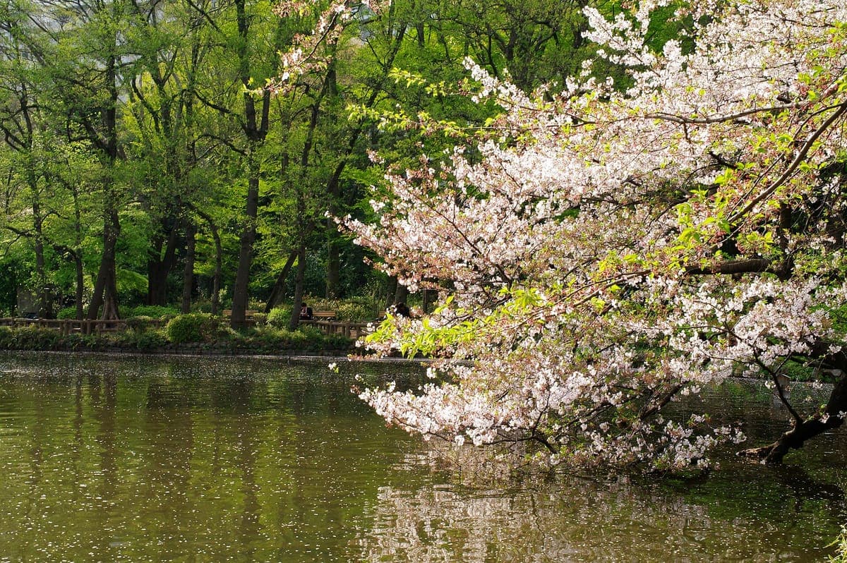 Pálidas flores de cerezo colgando sobre las tranquilas y verdes aguas del estanque Inokashira, con hojas frescas de primavera en los árboles detrás