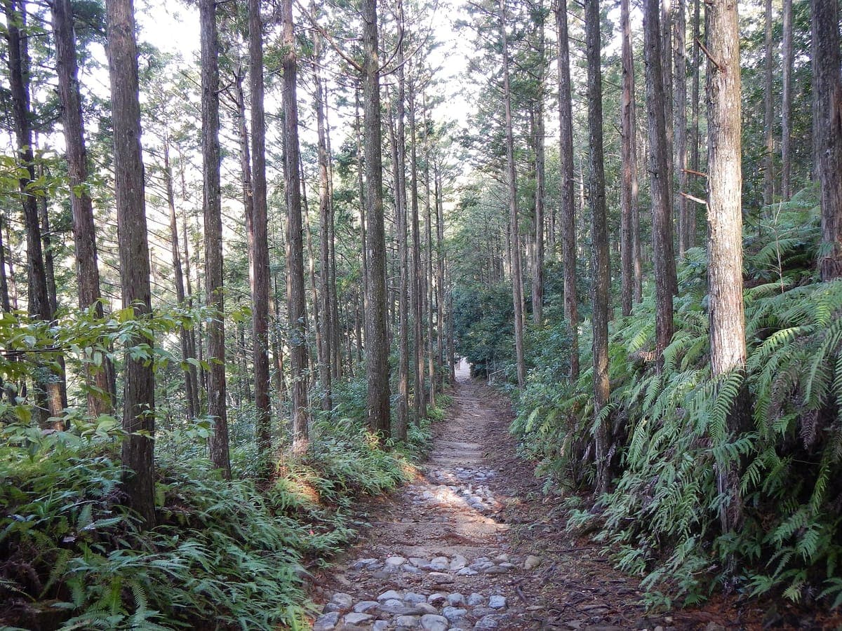 Un chemin pavé de pierre du Kumano Kodō Nakahechi courant entre de grands cèdres droits avec des fougères de chaque côté