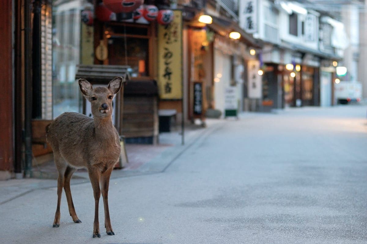 Seekor rusa sika berdiri di jalan berturap yang tenang di Miyajima di hadapan kedai tradisional dengan tanglung gantung