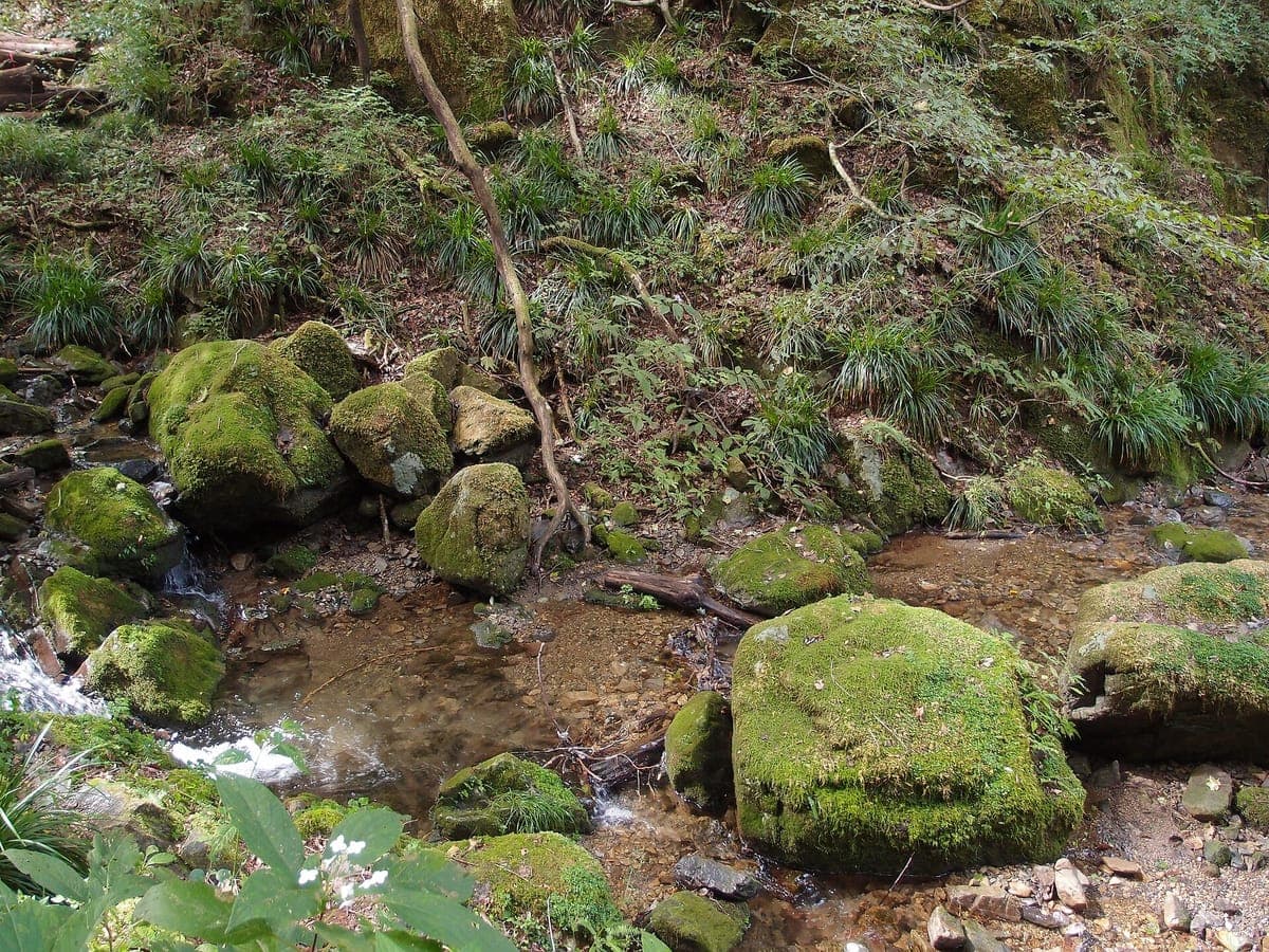 Moosbedeckte Felsbrocken neben einem flachen Bach in einem bewaldeten Tal, mit Farnen und Gräsern an den Ufern, auf dem Rock Garden Trail am Mount Mitake
