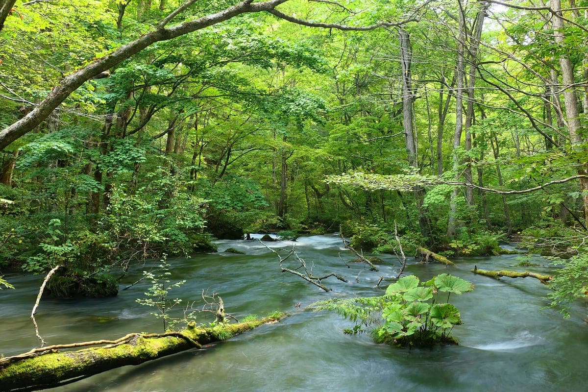 Ein ruhiger, klarer Bach, der durch üppige grüne Wälder in der Oirase-Schlucht fließt, mit moosbedeckten umgestürzten Baumstämmen und Pflanzen, die auf Felsen im Wasser wachsen