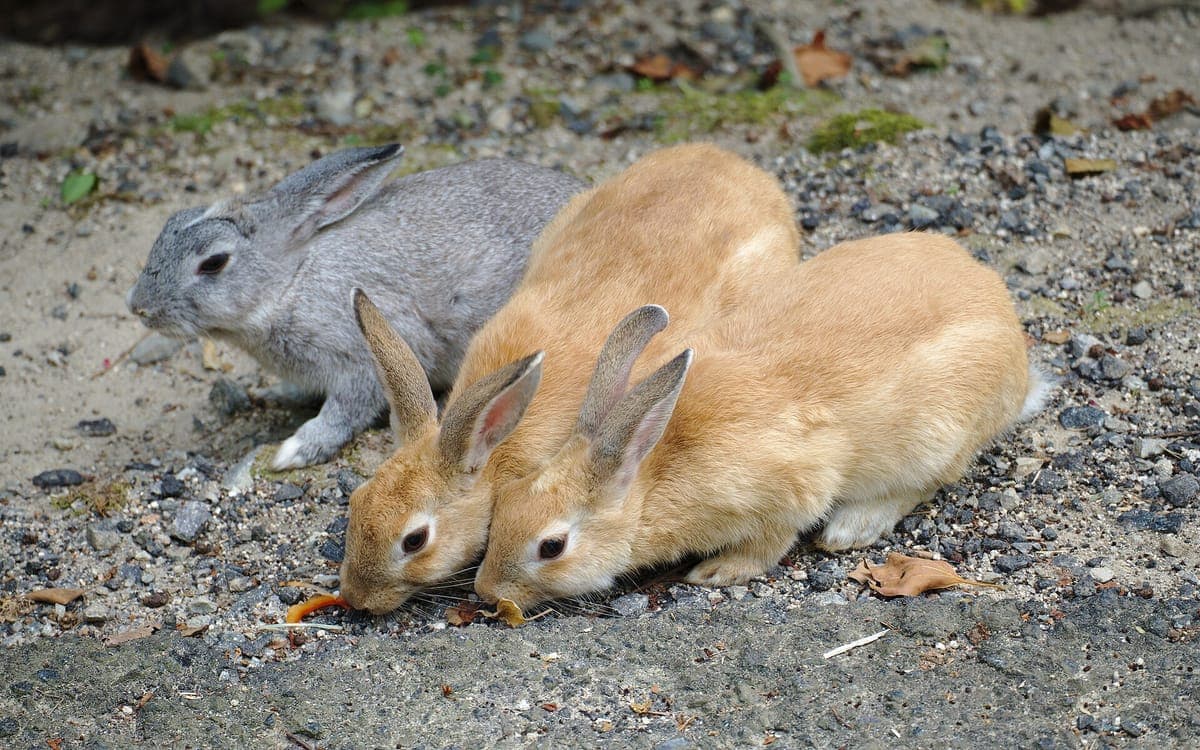 Tři králíci, dva hnědí a jeden šedý, jedí vedle sebe na štěrku na Ōkunoshima