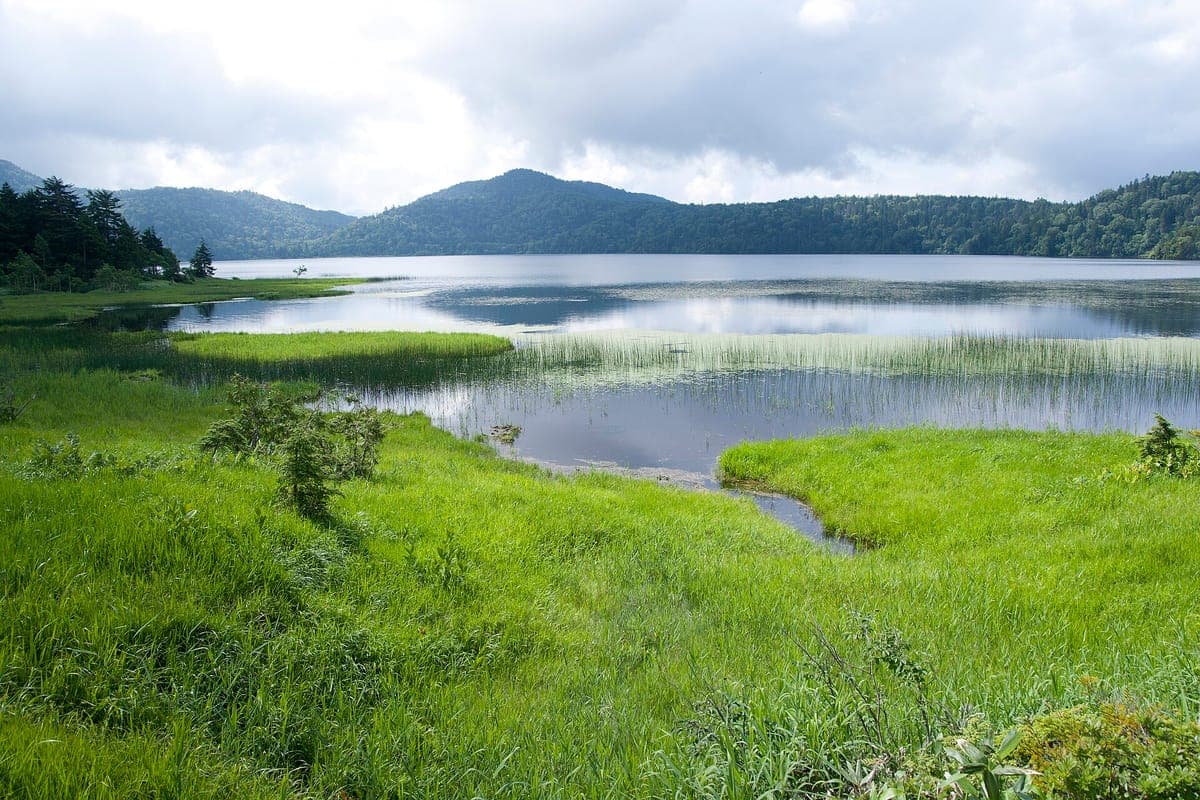 Le acque calme del lago Ozenuma con canne ed erba palustre verde brillante in primo piano e montagne boscose sull'altra sponda, sotto un cielo nuvoloso