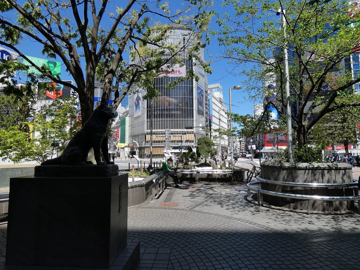 Bronzová socha psa Hachikō na kamenném podstavci na dlážděném náměstí se stromy a budovami Shibuya za