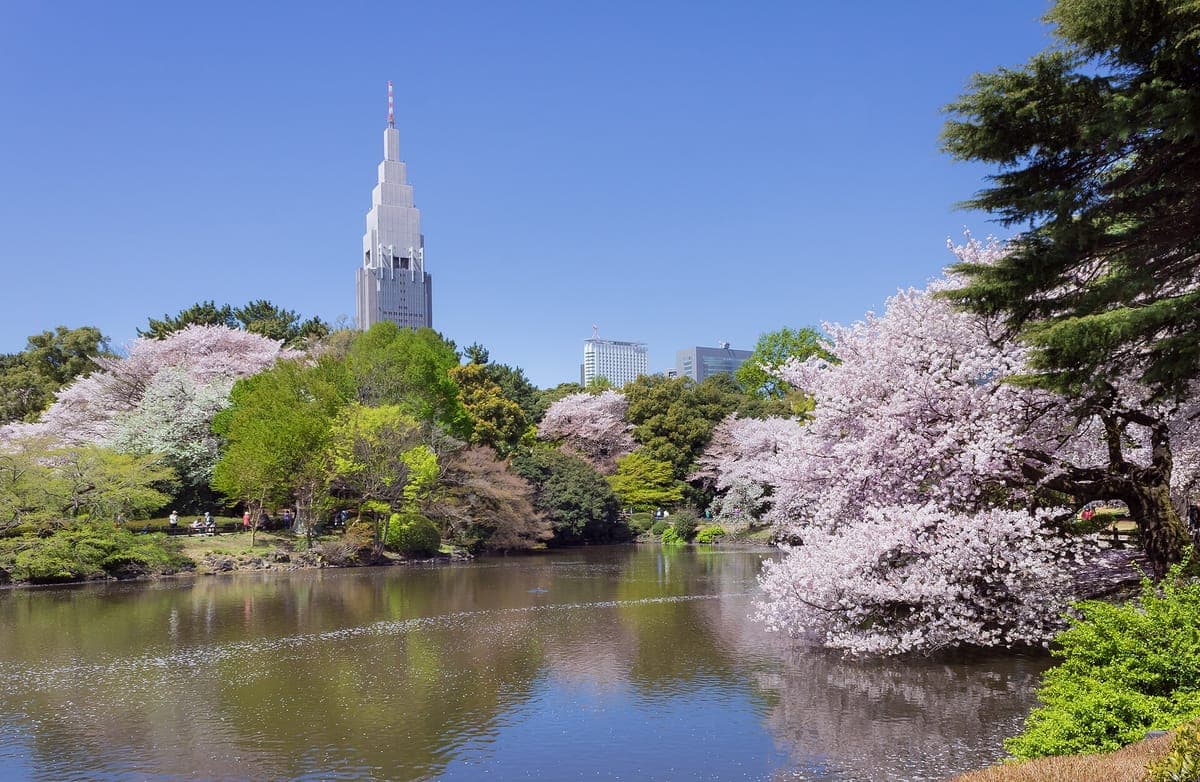 Halvány rózsaszín cseresznyefák teljes virágzásban a Shinjuku Gyoen tó körül, zöld fákkal és a háttérben a Docomo toronnyal