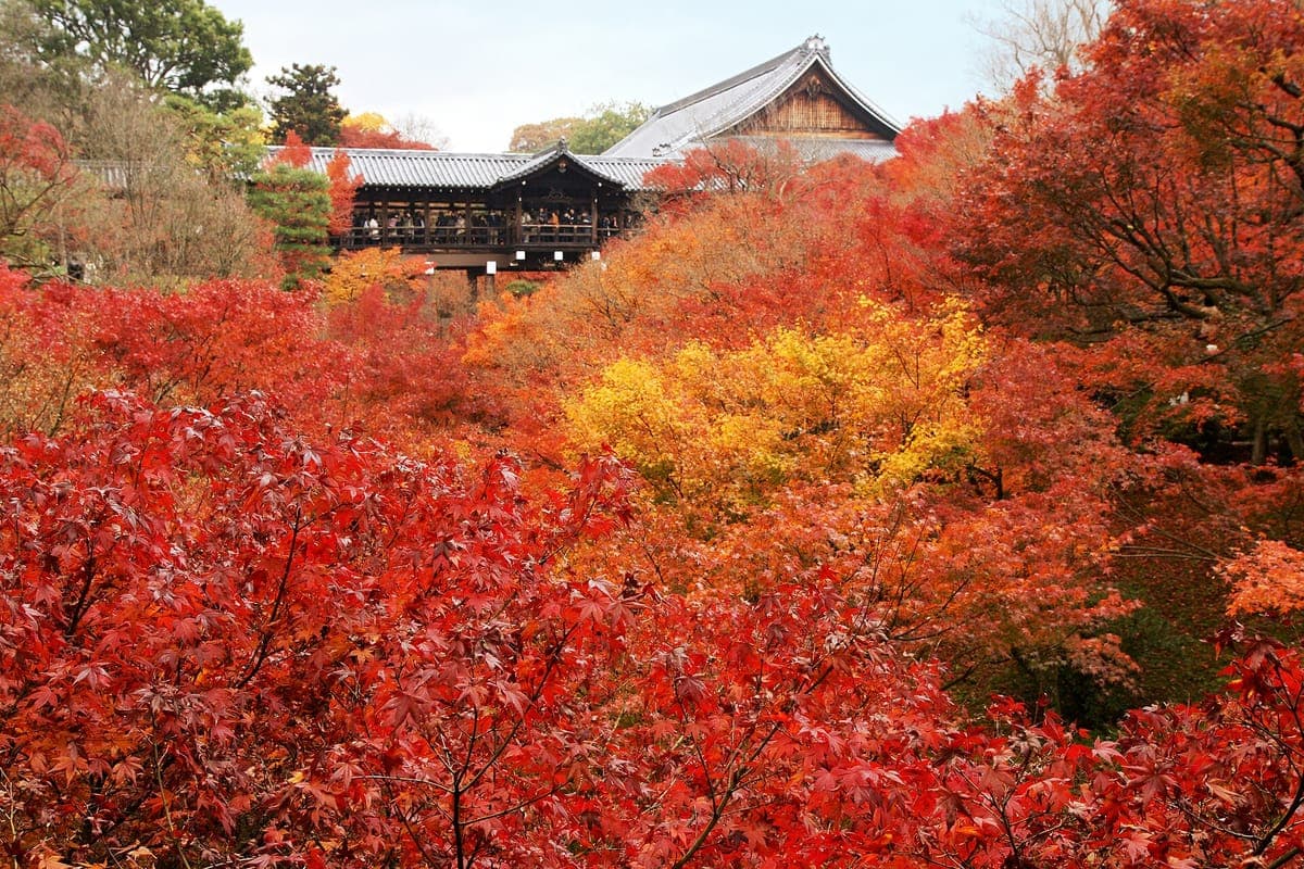 Isang natatakpan na kahoy na tulay at bulwagan na umaangat sa itaas ng lambak ng pula, orange at dilaw na maple tree sa Tōfuku-ji