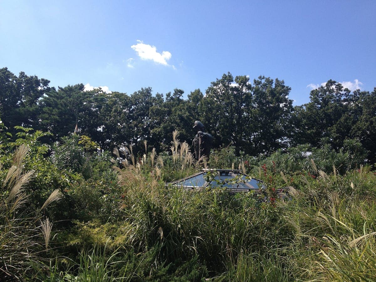 Hierbas altas y plantas en el jardín de la azotea del Museo Ghibli bajo un cielo azul, con los árboles del Parque Inokashira más allá
