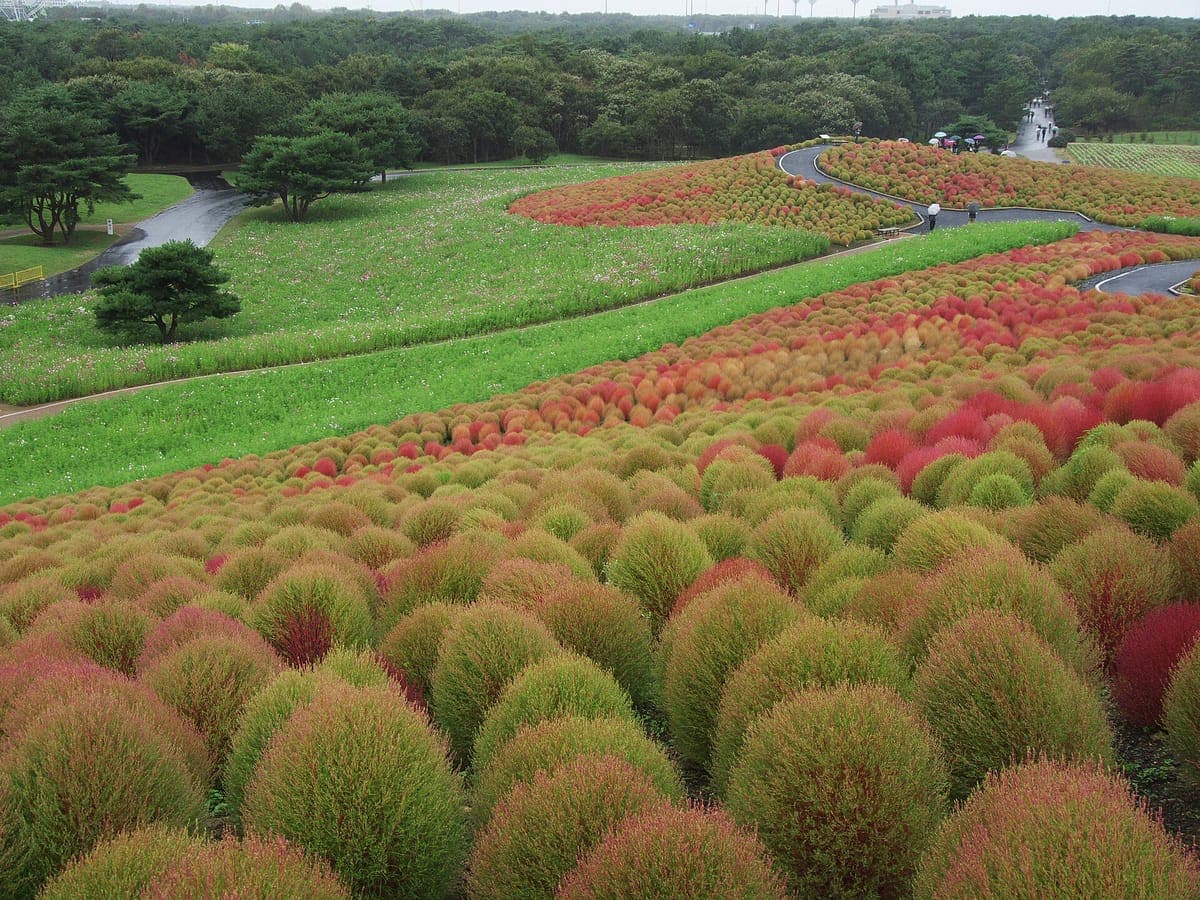 Filas de arbustos de kochia redondeados en una pendiente en Hitachi Seaside Park, pasando de verde a rojo, con un camino y pinos más allá
