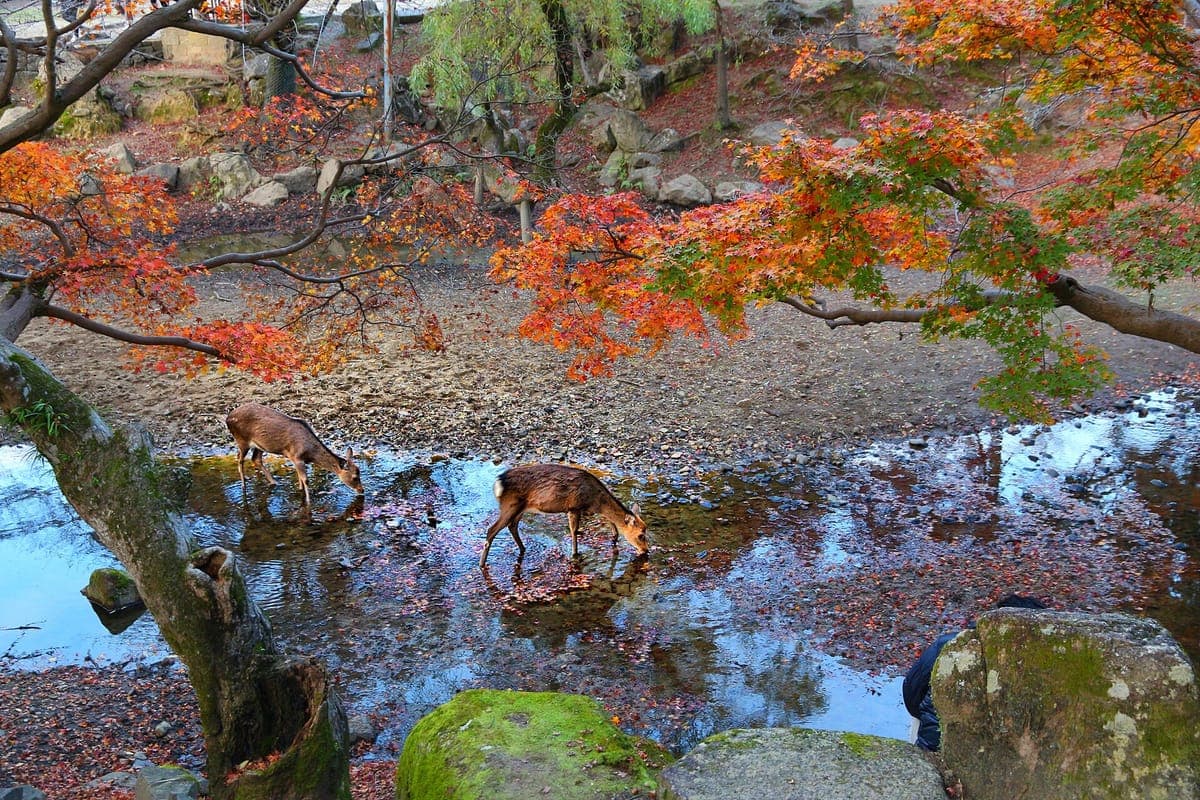 Dos ciervos sika bebiendo de un arroyo en el Parque Nara bajo árboles con hojas rojas y naranjas