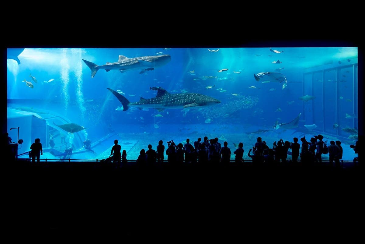 Návštěvníci v siluetě před obrovskou nádrží Kuroshio Sea v Okinawa Churaumi Aquarium, se žraloky velrybími a mantami plavajícími v modré vodě