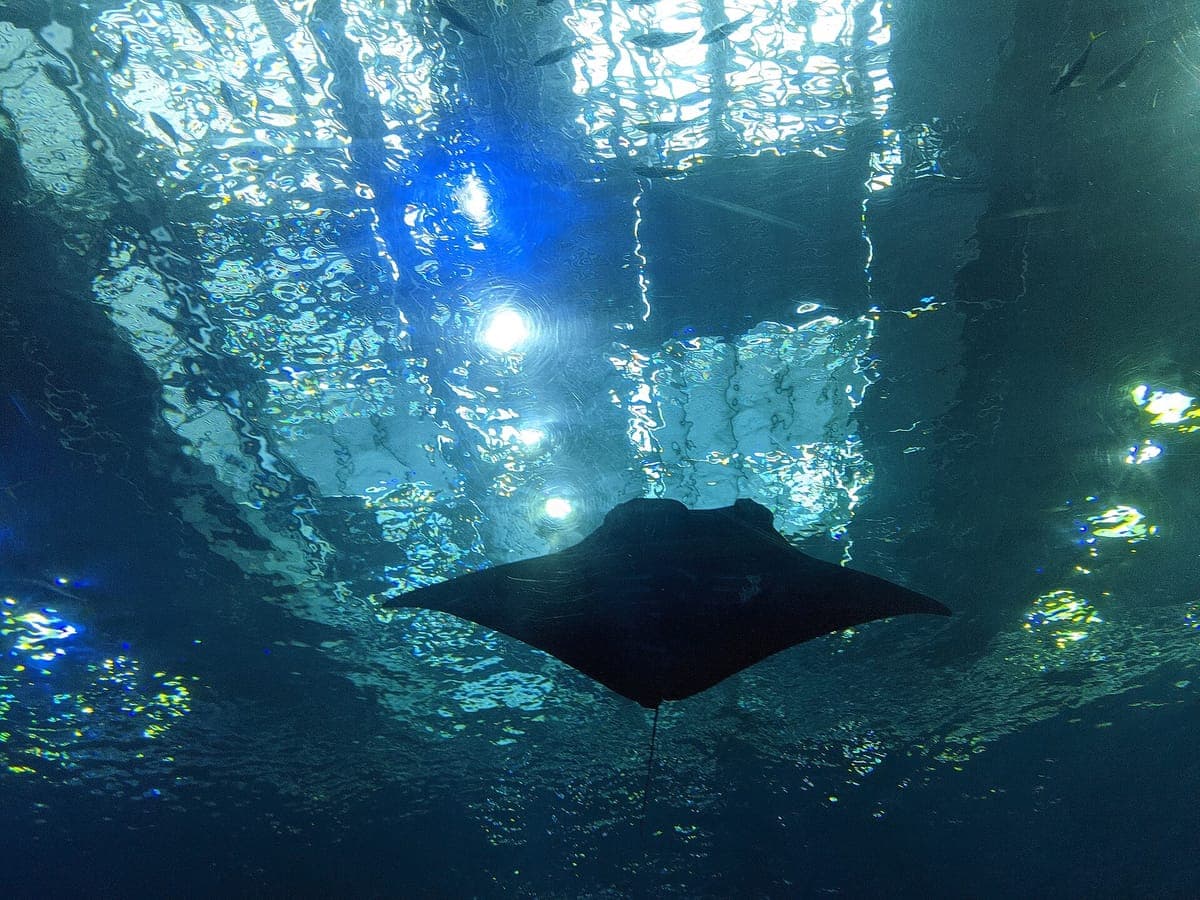 Manta viděná zespodu, jak plave přes modrou vodu nádrže Kuroshio Sea v Okinawa Churaumi Aquarium