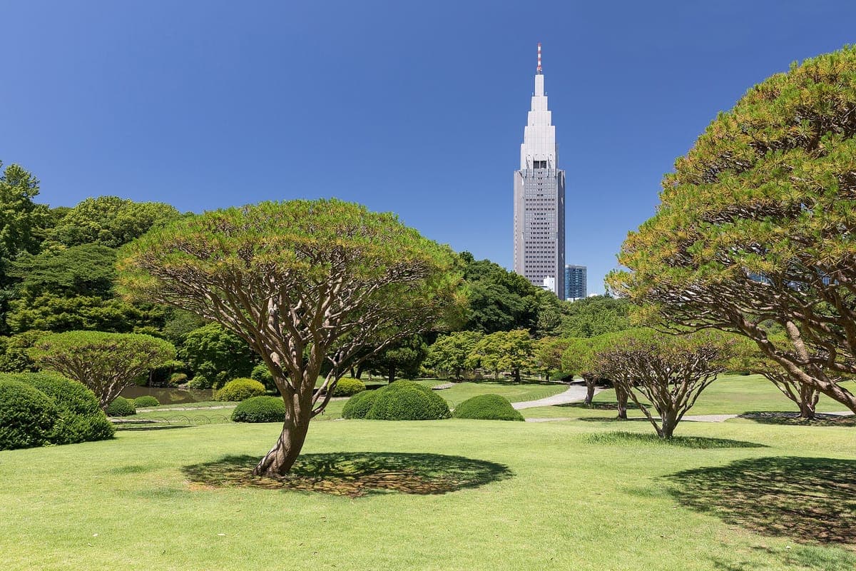 Széles pázsit és lekerekített, nyírt fák Shinjuku Gyoenben a kék ég alatt, mögötte az NTT Docomo Yoyogi épület tornya magasodik
