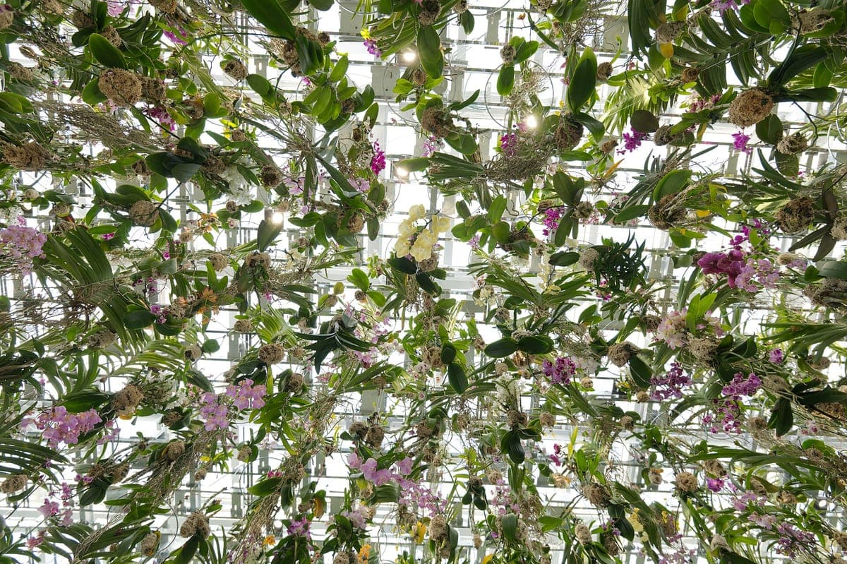 Pohled vzhůru do hustého stropu živých orchidejí se zelenými listy a malými bílými a fialovými květy visícími nad zrcadlovým prostorem