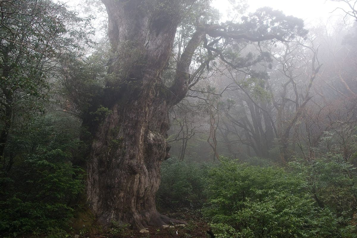 The massive gnarled trunk of the Jōmon Sugi cedar standing in misty forest on Yakushima, surrounded by green undergrowth