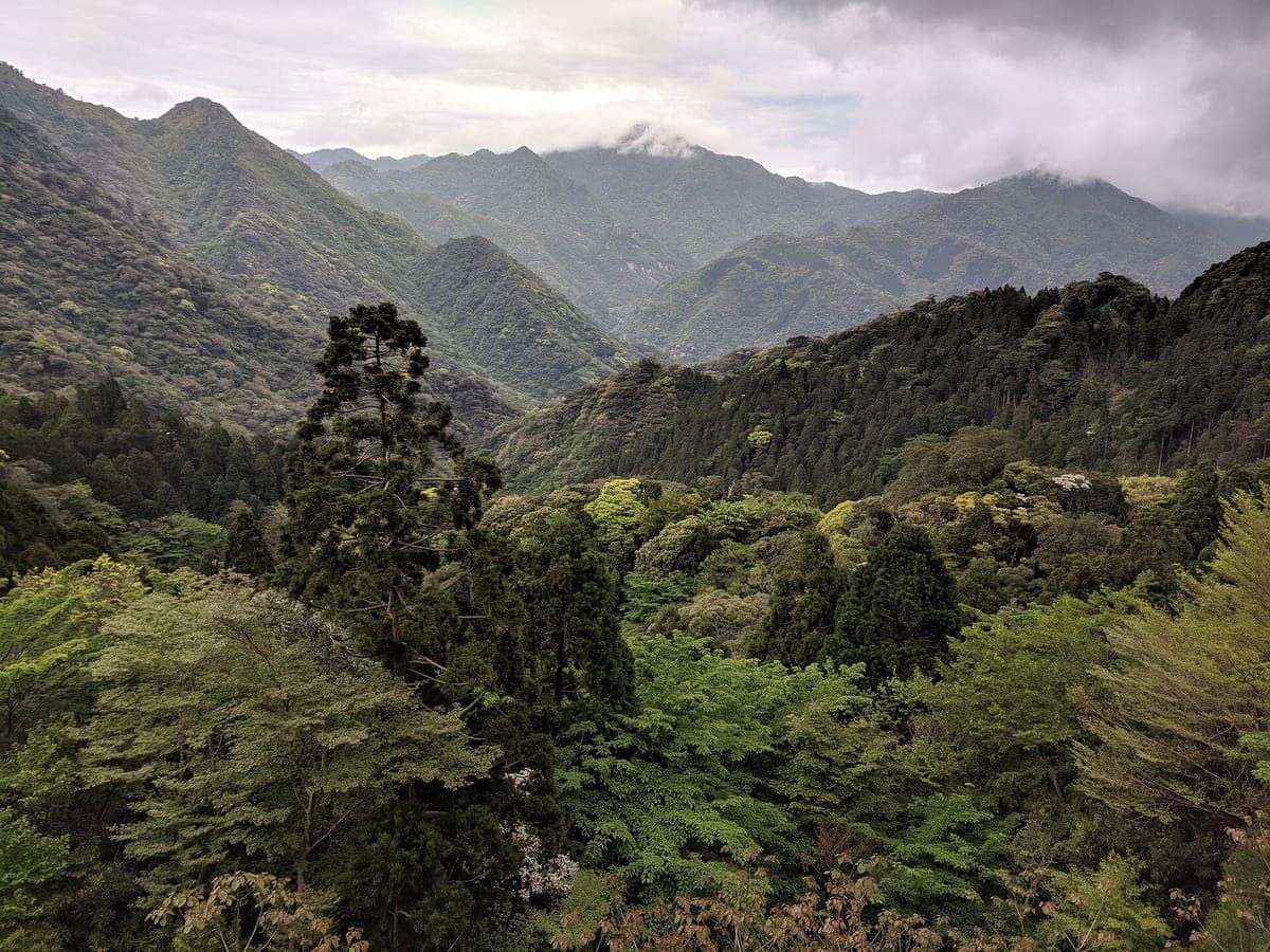 Steep forest-covered hills and ridges on Yakushima under grey cloud, with a tall cedar in the foreground