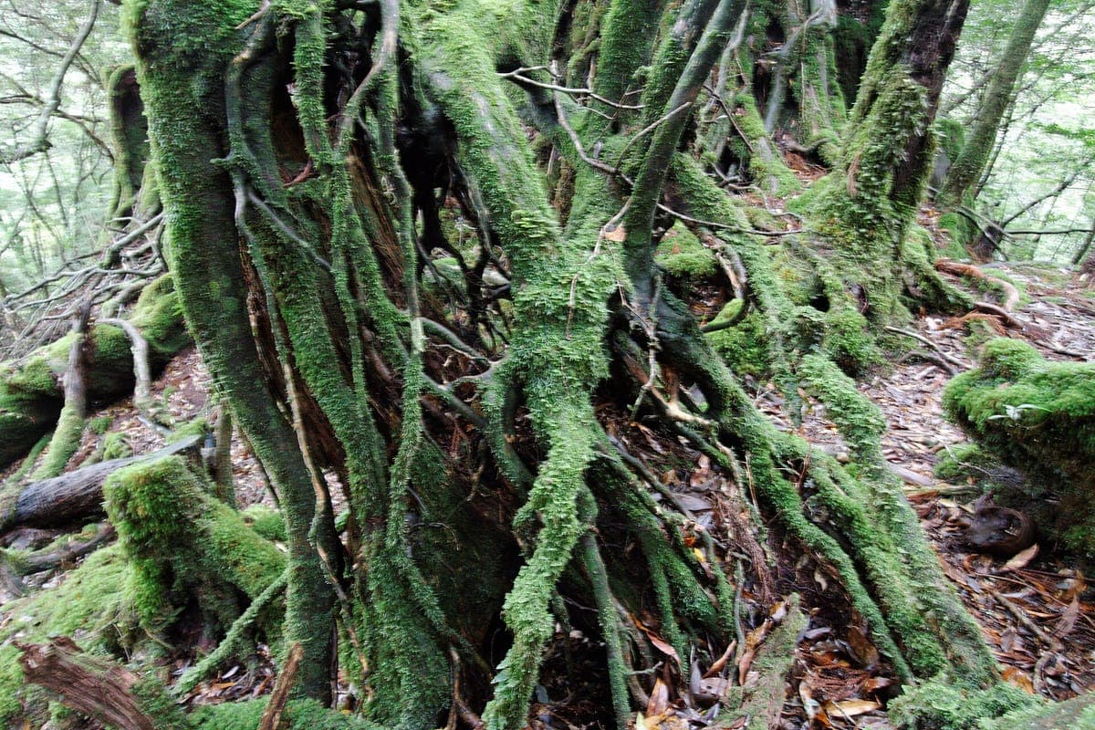 Tangled tree roots covered in thick green moss on the forest floor at Shiratani Unsuikyō, Yakushima