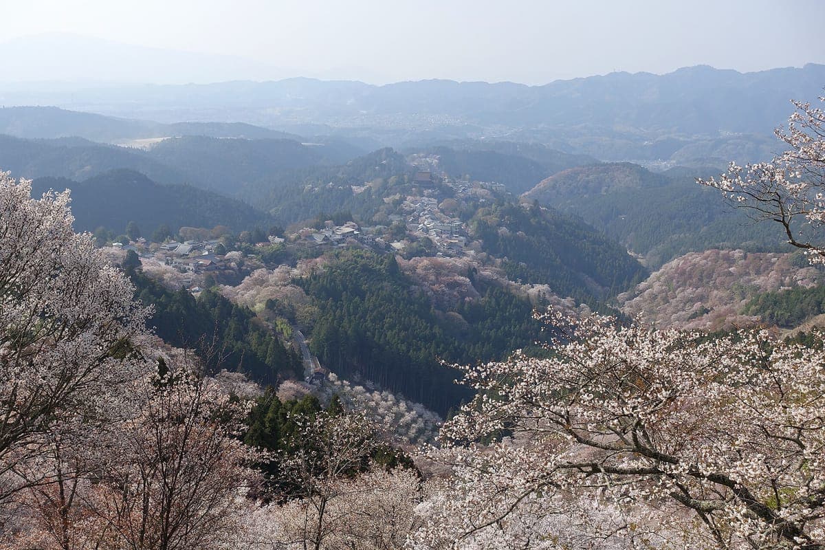吉野山森林覆盖的山脊上点缀着淡粉色和白色的樱花树,山脊沿线有一座村庄,远处是朦胧的山脉